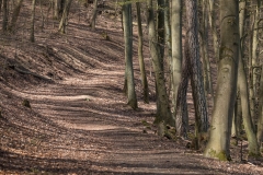 Wald am Burgberg