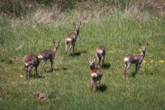Rehe