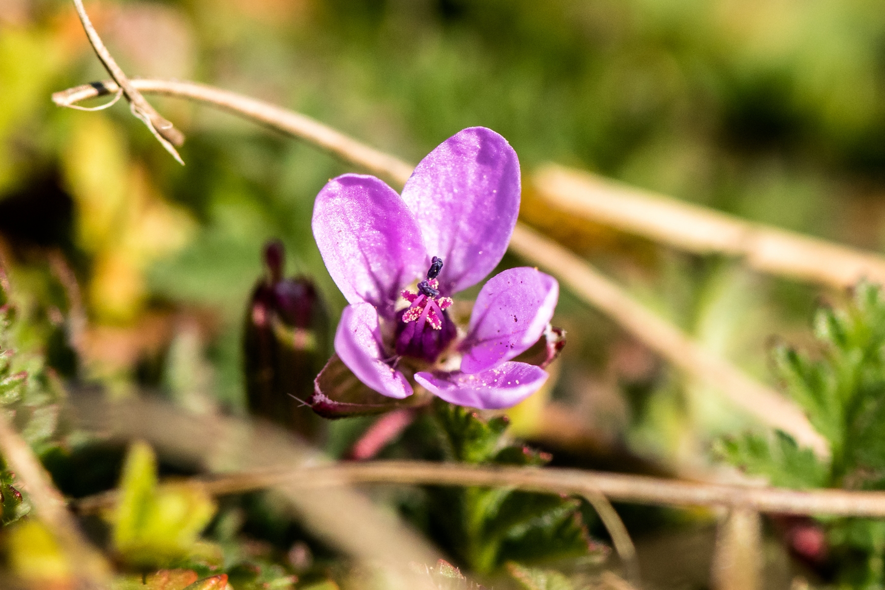 2020-0331-Sterzelberg_Geranium