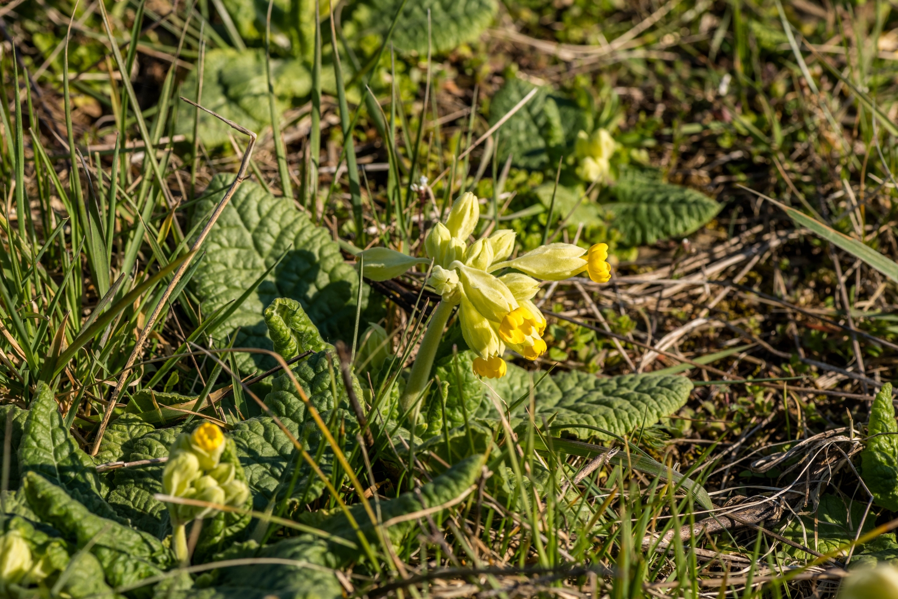 2020-0331-Sterzelberg_Primel