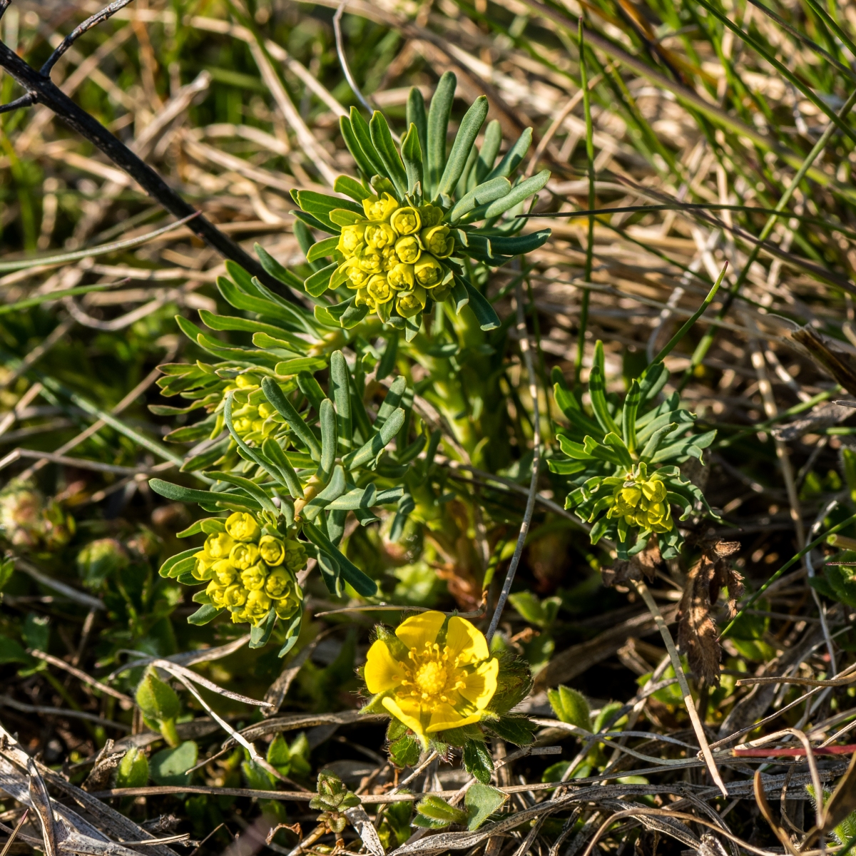 2020-0331-Sterzelberg_WolfsmilchFingerkraut