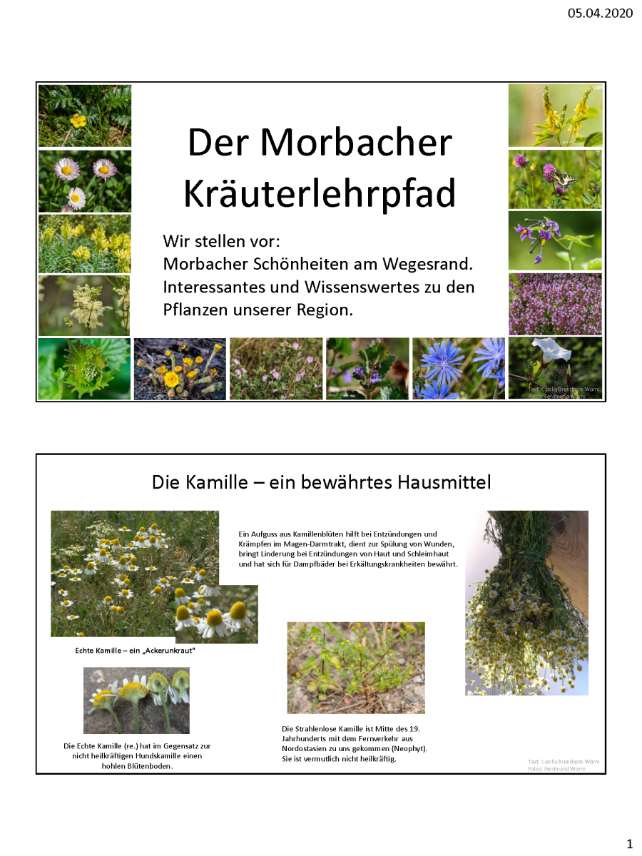 Beispiele-Schautafeln-Morbacher-Kräuterlehrpfad_Seite_1