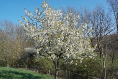 16-Kirschbaum