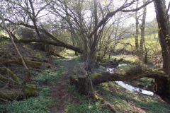 37-Wildnis
