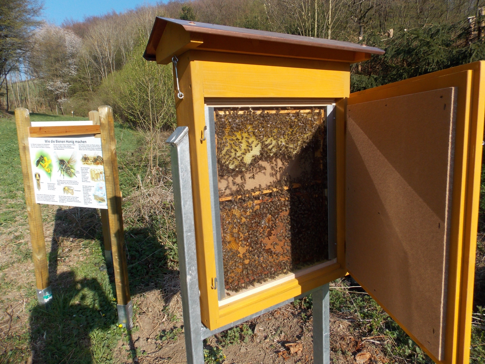 62-Bienenschau