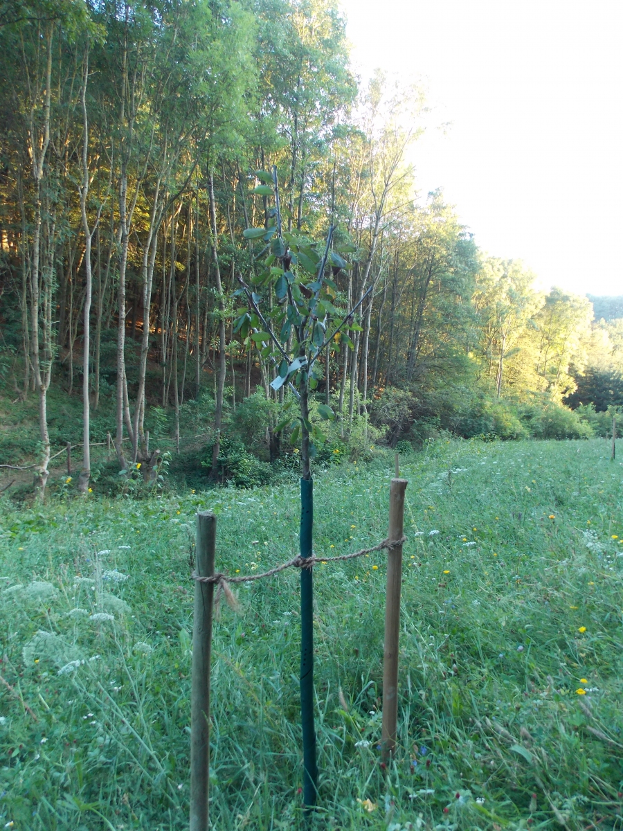 DSCN1931